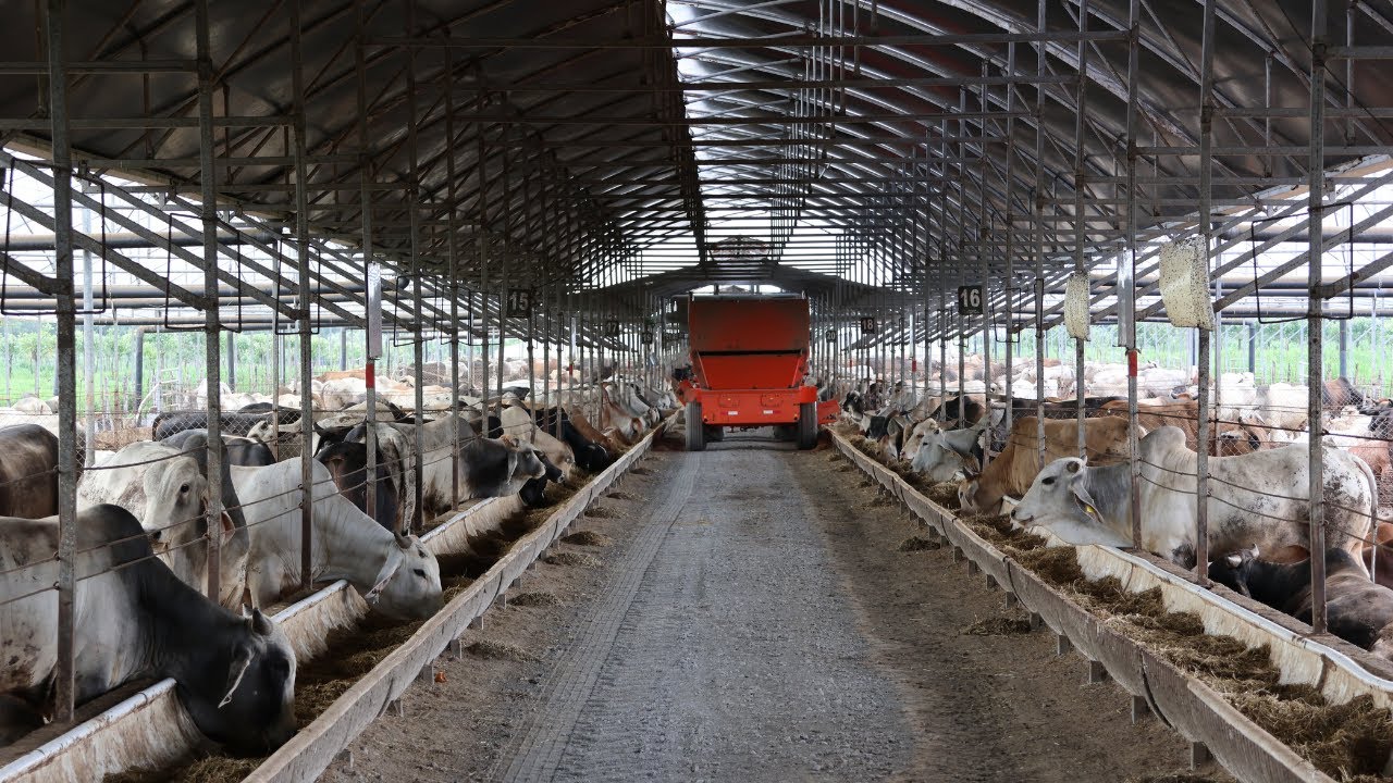 Feedlot con ganado estabulado y comedero automatizado